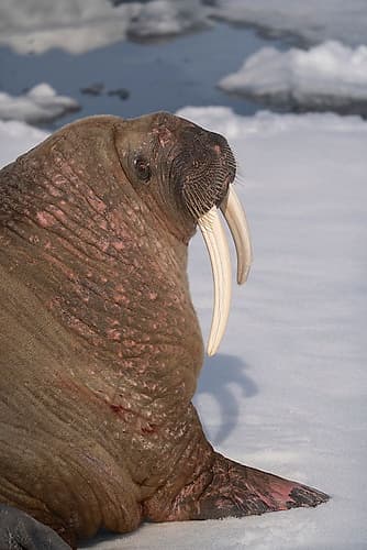 Norway, Svalbard. Close-up of male walrus on ice floe in Arctic Ocean. Animals Print